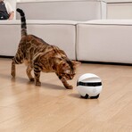 EBO Air 2S FamilyBot