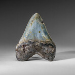 Genuine Megalodon Shark Tooth in display box v.1