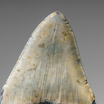 Genuine Megalodon Shark Tooth in display box v.10