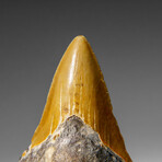 Genuine Megalodon Shark Tooth in display box v.12