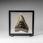 Genuine Megalodon Shark Tooth in display box v.2
