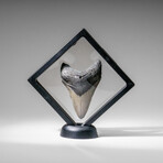 Genuine Megalodon Shark Tooth in display box v.6