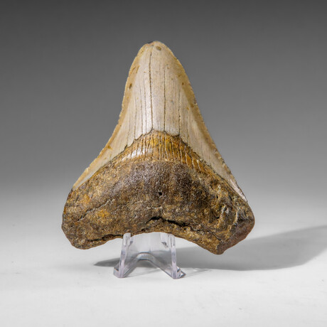 Genuine Megalodon Shark Tooth in display box v.7