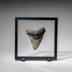 Genuine Megalodon Shark Tooth in display box v.9