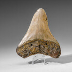 Genuine Megalodon Shark Tooth in display box v.7