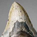 Genuine Megalodon Shark Tooth in display box v.2