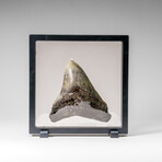 Genuine Megalodon Shark Tooth in display box v.4