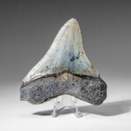 Genuine Megalodon Shark Tooth in display box v.8