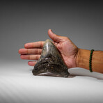 Genuine Megalodon Shark Tooth in display box v.4