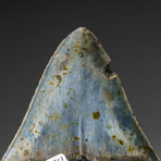 Genuine Megalodon Shark Tooth in display box v.1