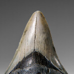 Genuine Megalodon Shark Tooth in display box v.6