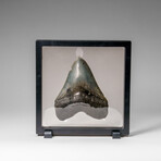 Genuine Megalodon Shark Tooth in display box v.1
