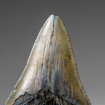 Genuine Megalodon Shark Tooth in display box v.11