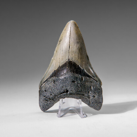Genuine Megalodon Shark Tooth in display box v.6