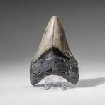 Genuine Megalodon Shark Tooth in display box v.6