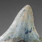 Genuine Megalodon Shark Tooth in display box v.8