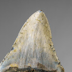 Genuine Megalodon Shark Tooth in display box v.2