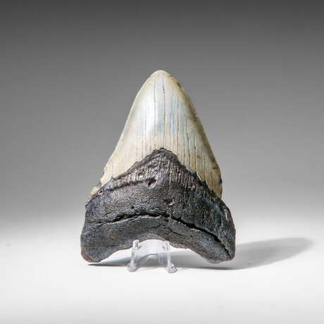 Genuine Megalodon Shark Tooth in display box v.10