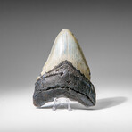 Genuine Megalodon Shark Tooth in display box v.10