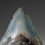 Genuine Megalodon Shark Tooth in display box v.1