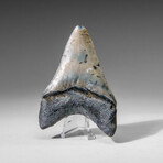 Genuine Megalodon Shark Tooth in display box v.6