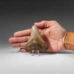 Genuine Megalodon Shark Tooth in display box v.7