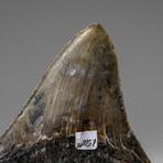 Genuine Megalodon Shark Tooth in display box v.4