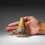 Genuine Megalodon Shark Tooth in display box v.12