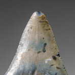 Genuine Megalodon Shark Tooth in display box v.6