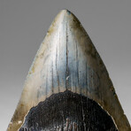 Genuine Megalodon Shark Tooth in display box v.5