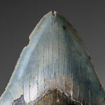 Genuine Megalodon Shark Tooth in display box v.1