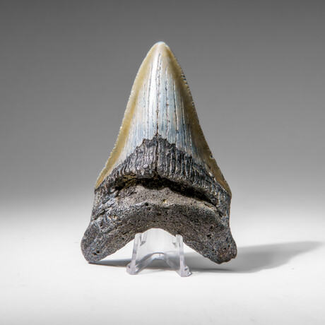 Genuine Megalodon Shark Tooth in display box v.11