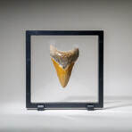 Genuine Megalodon Shark Tooth in display box v.12