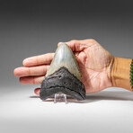 Genuine Megalodon Shark Tooth in display box v.10