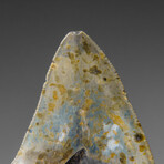 Genuine Megalodon Shark Tooth in display box v.9