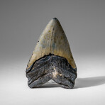 Genuine Megalodon Shark Tooth in display box v.5