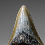 Genuine Megalodon Shark Tooth in display box v.11