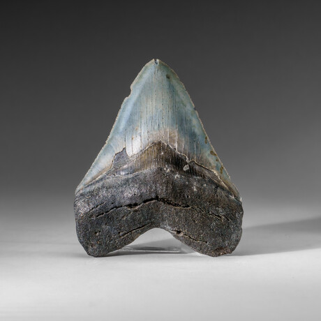 Genuine Megalodon Shark Tooth in display box v.1