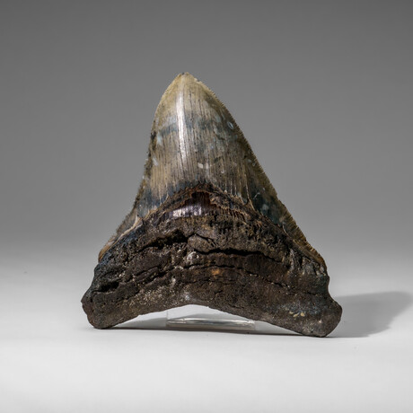 Genuine Megalodon Shark Tooth in display box v.4
