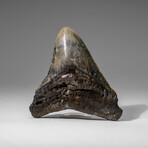 Genuine Megalodon Shark Tooth in display box v.4