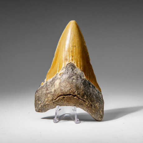 Genuine Megalodon Shark Tooth in display box v.12