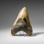 Genuine Megalodon Shark Tooth in display box v.13