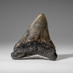 Genuine Megalodon Shark Tooth in display box v.4