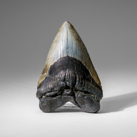 Genuine Megalodon Shark Tooth in display box v.5