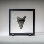Genuine Megalodon Shark Tooth in display box v.11