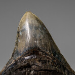 Genuine Megalodon Shark Tooth in display box v.4