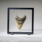 Genuine Megalodon Shark Tooth in display box v.13