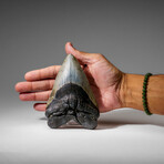 Genuine Megalodon Shark Tooth in display box v.5