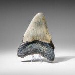 Genuine Megalodon Shark Tooth in display box v.10