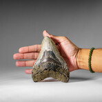 Genuine Megalodon Shark Tooth in display box v.2